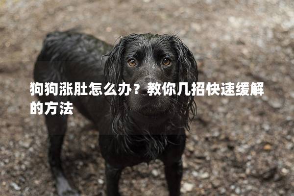 狗狗漲肚怎么辦?教你幾招快速緩解的方法 狗狗漲肚怎么辦?教你幾招快速緩解的方法