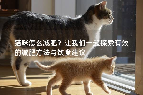 貓咪怎么減肥？讓我們一起探索有效的減肥方法與飲食建議