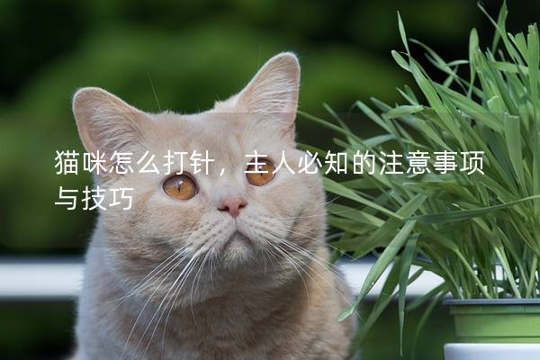 貓咪怎么打針,主人必知的注意事項與技巧 貓咪怎么打針,主人必知的注意事項與技巧