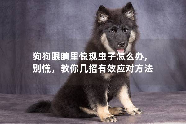 狗狗眼睛里驚現蟲子怎么辦, 別慌，教你幾招有效應對方法