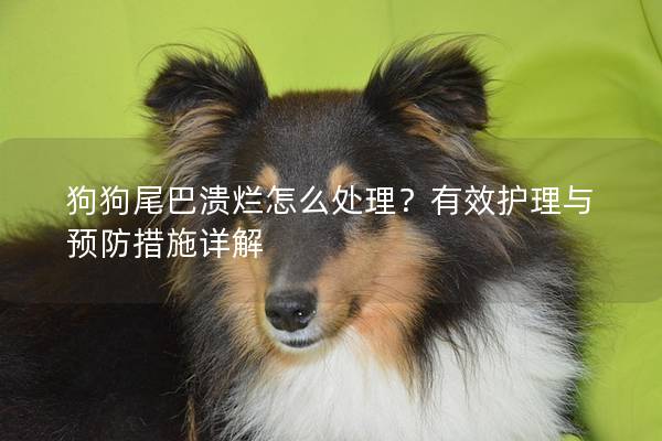 狗狗尾巴潰爛怎么處理？有效護理與預防措施詳解