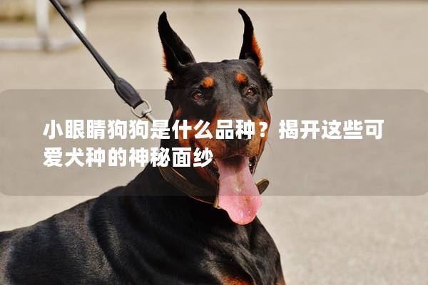 小眼睛狗狗是什么品種？揭開這些可愛犬種的神秘面紗
