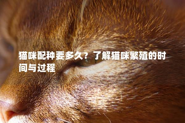 貓咪配種要多久?了解貓咪繁殖的時間與過程