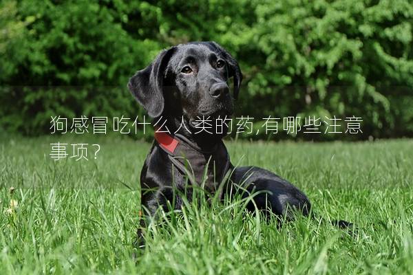 狗感冒吃什么人類(lèi)的藥,有哪些注意事項(xiàng)? 狗感冒吃什么人類(lèi)的藥,有哪些注意事項(xiàng)?