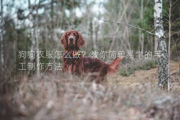 狗狗衣服怎么做？教你簡單易學的手工制作方法