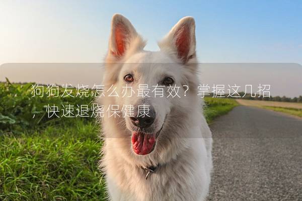 狗狗發(fā)燒怎么辦最有效？掌握這幾招，快速退燒保健康