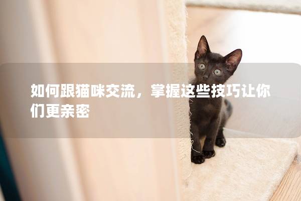 如何跟貓咪交流，掌握這些技巧讓你們更親密