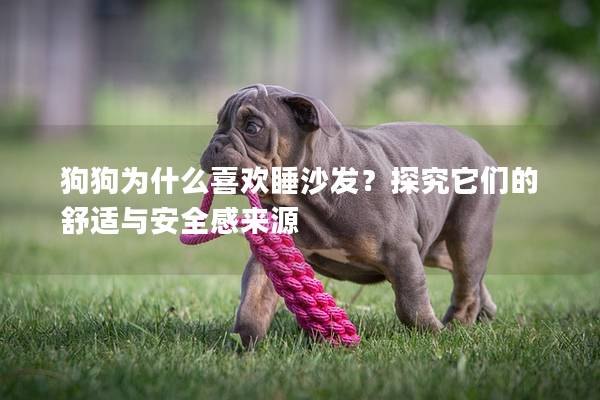 狗狗為什么喜歡睡沙發？探究它們的舒適與安全感來源