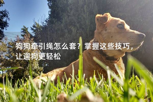 狗狗牽引繩怎么套？掌握這些技巧，讓遛狗更輕松