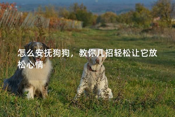 怎么安撫狗狗，教你幾招輕松讓它放松心情