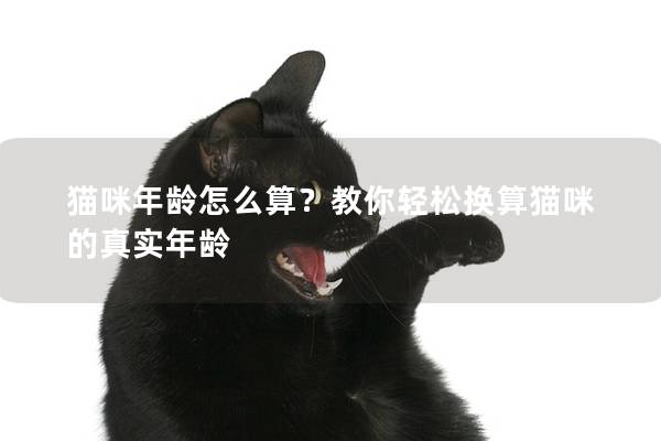 貓咪年齡怎么算？教你輕松換算貓咪的真實年齡