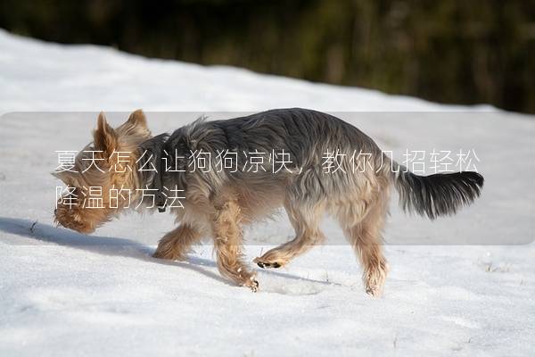 夏天怎么讓狗狗涼快，教你幾招輕松降溫的方法