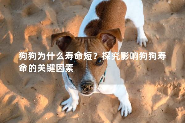 狗狗為什么壽命短？探究影響狗狗壽命的關鍵因素