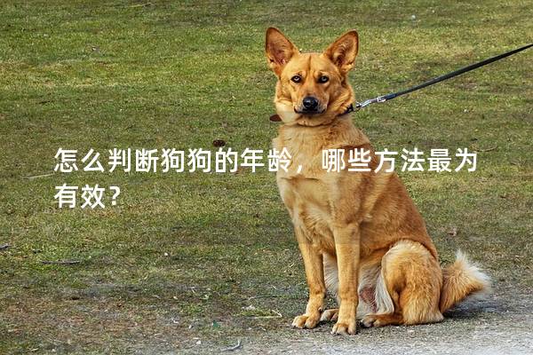 怎么判斷狗狗的年齡，哪些方法最為有效？