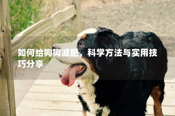 如何給狗狗減肥，科學(xué)方法與實(shí)用技巧分享