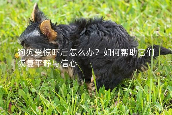 狗狗受驚嚇后怎么辦？如何幫助它們恢復平靜與信心