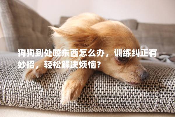 狗狗到處咬東西怎么辦，訓練糾正有妙招，輕松解決煩惱？