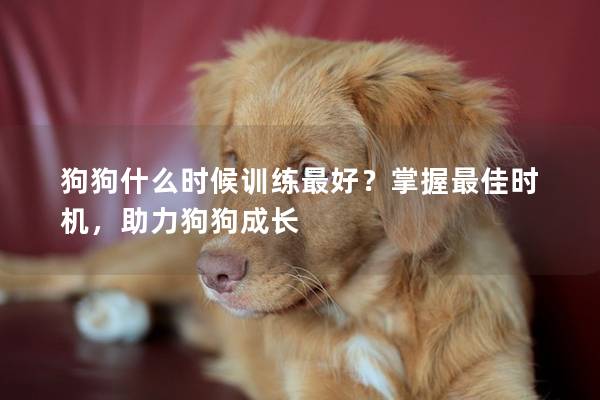 狗狗什么時候訓練最好？掌握最佳時機，助力狗狗成長