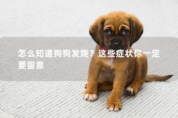 怎么知道狗狗發(fā)燒？這些癥狀你一定要留意