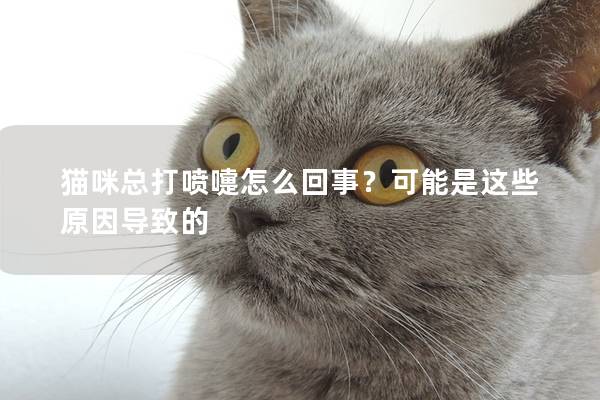 貓咪總打噴嚏怎么回事？可能是這些原因導致的