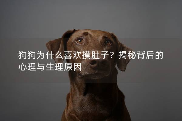 狗狗為什么喜歡摸肚子？揭秘背后的心理與生理原因