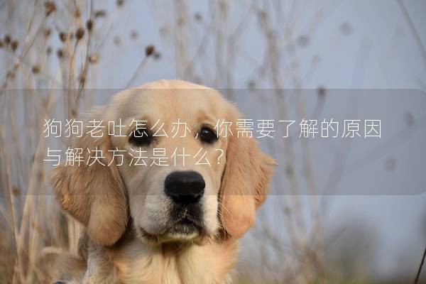 狗狗老吐怎么辦，你需要了解的原因與解決方法是什么？