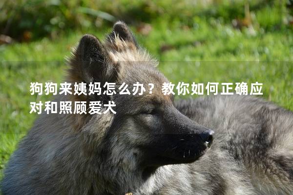 狗狗來姨媽怎么辦？教你如何正確應對和照顧愛犬