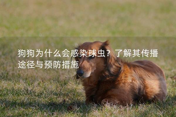 狗狗為什么會感染球蟲？了解其傳播途徑與預防措施