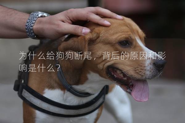為什么給狗狗斷尾，背后的原因和影響是什么？