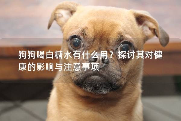 狗狗喝白糖水有什么用？探討其對健康的影響與注意事項