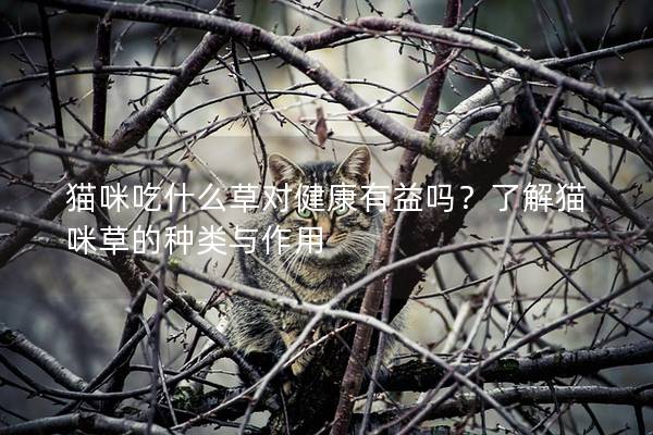 貓咪吃什么草對健康有益嗎？了解貓咪草的種類與作用