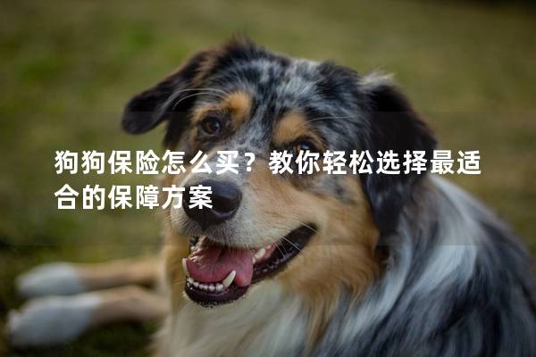 狗狗保險(xiǎn)怎么買(mǎi)？教你輕松選擇最適合的保障方案