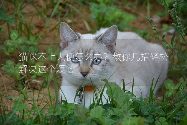 貓咪不上大便怎么辦？教你幾招輕松解決這個(gè)煩惱