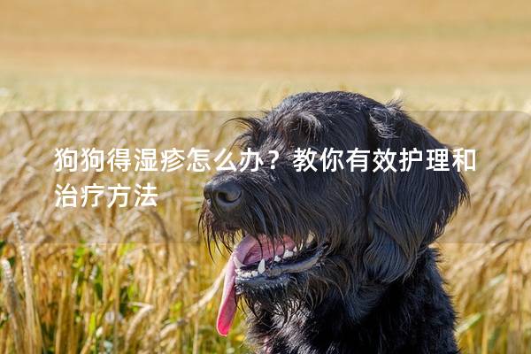 狗狗得濕疹怎么辦？教你有效護(hù)理和治療方法