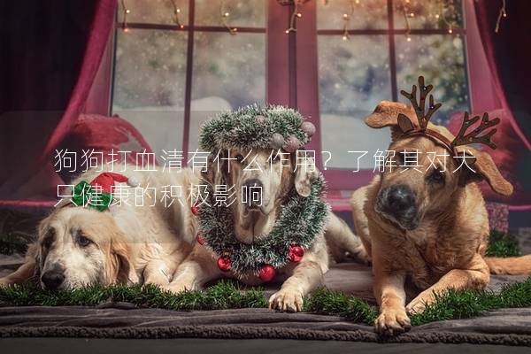 狗狗打血清有什么作用？了解其對犬只健康的積極影響