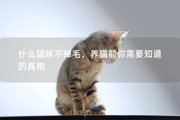 什么貓咪不掉毛，養貓前你需要知道的真相