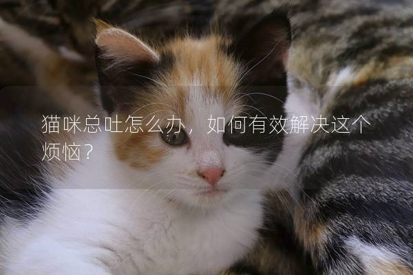 貓咪總吐怎么辦，如何有效解決這個煩惱？