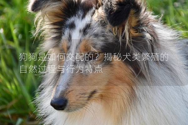 狗狗是如何交配的？揭秘犬類繁殖的自然過程與行為特點