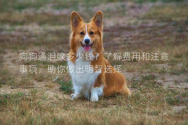 狗狗通淚腺多少錢？了解費用和注意事項，助你做出明智選擇