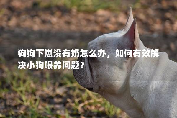 狗狗下崽沒有奶怎么辦，如何有效解決小狗喂養問題？