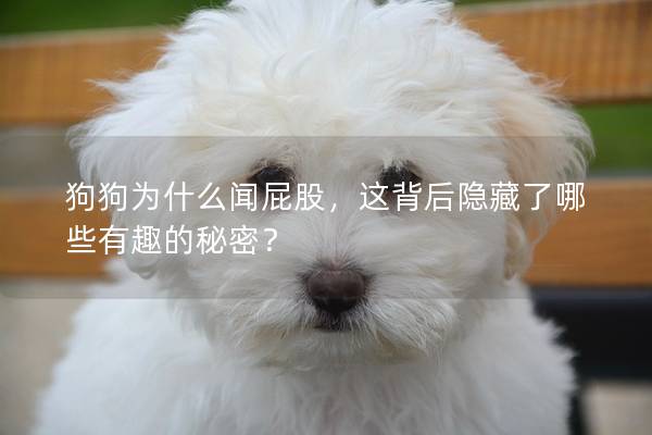 狗狗為什么聞屁股，這背后隱藏了哪些有趣的秘密？