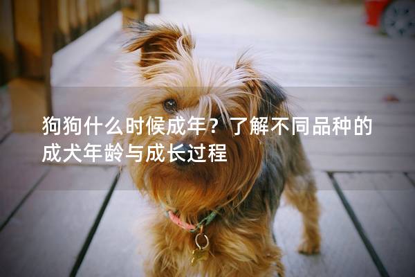 狗狗什么時候成年？了解不同品種的成犬年齡與成長過程