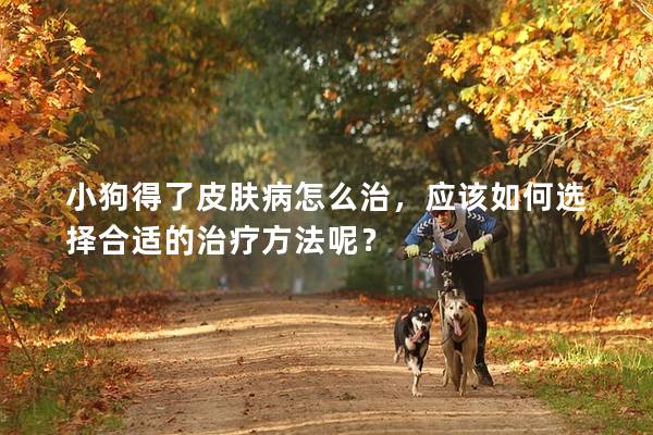 小狗得了皮膚病怎么治，應該如何選擇合適的治療方法呢？