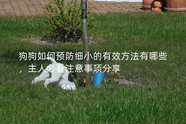 狗狗如何預(yù)防細(xì)小的有效方法有哪些，主人必看注意事項分享