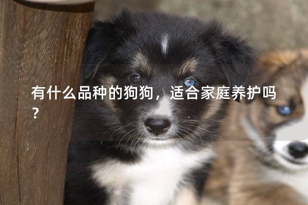 有什么品種的狗狗，適合家庭養(yǎng)護嗎？