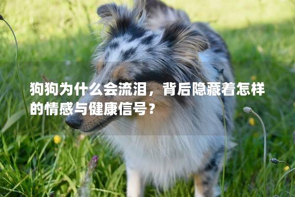 狗狗為什么會流淚，背后隱藏著怎樣的情感與健康信號？