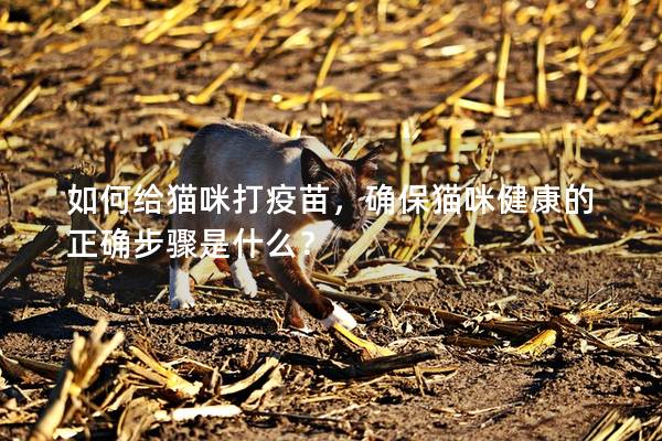 如何給貓咪打疫苗，確保貓咪健康的正確步驟是什么？