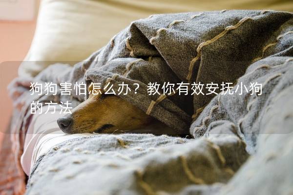 狗狗害怕怎么辦？教你有效安撫小狗的方法