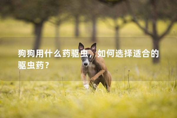 狗狗用什么藥驅(qū)蟲，如何選擇適合的驅(qū)蟲藥？