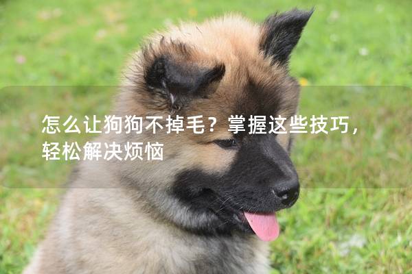怎么讓狗狗不掉毛？掌握這些技巧，輕松解決煩惱